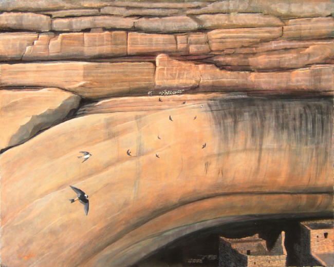 cliff swallows